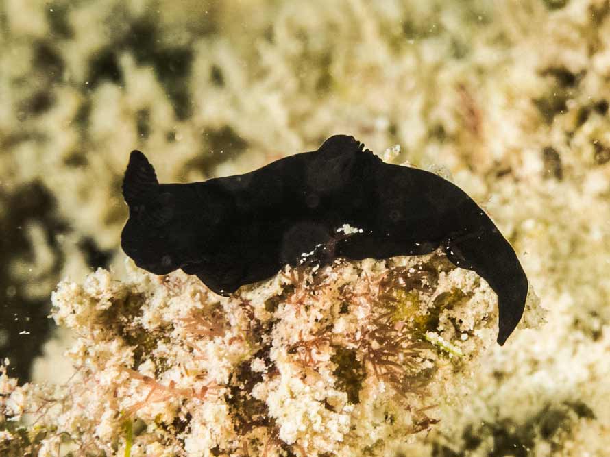 Gymnodoris nigricolor